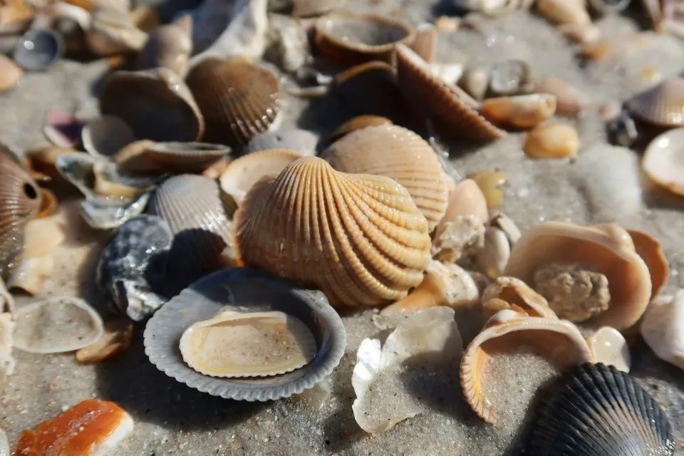 Close-up of varied seashells on a sandy beach.